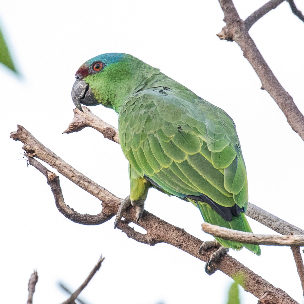 Festive Parrot (Southern) - ML262305371