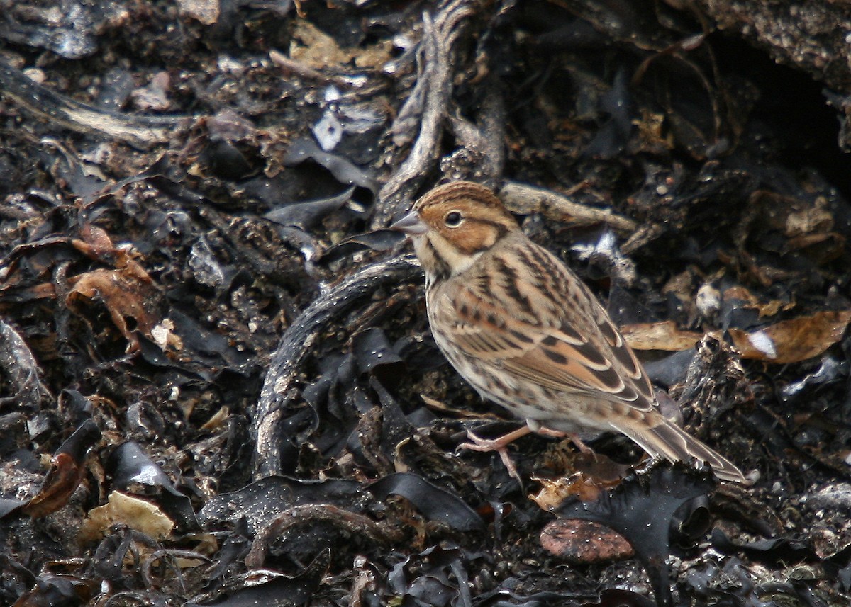 Little Bunting - ML26230751