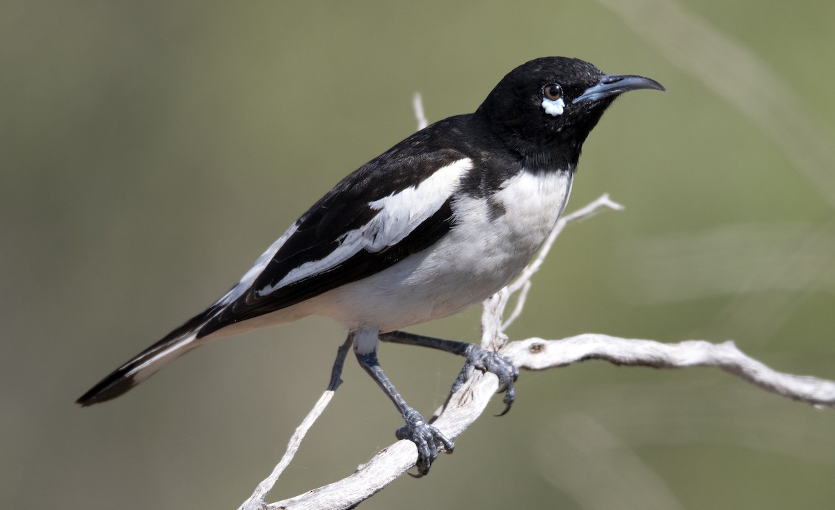 Pied Honeyeater - Nik Mulconray