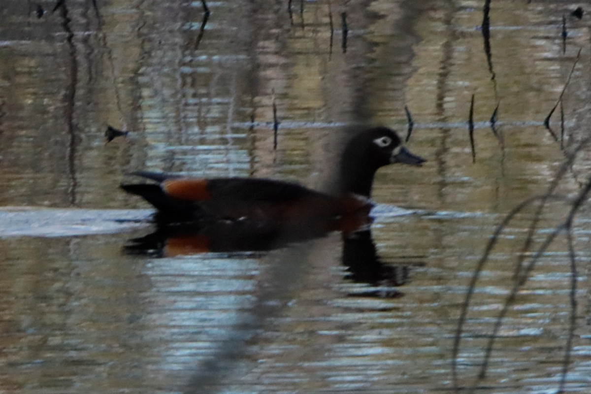 Australian Shelduck - Pat and Denise Feehan