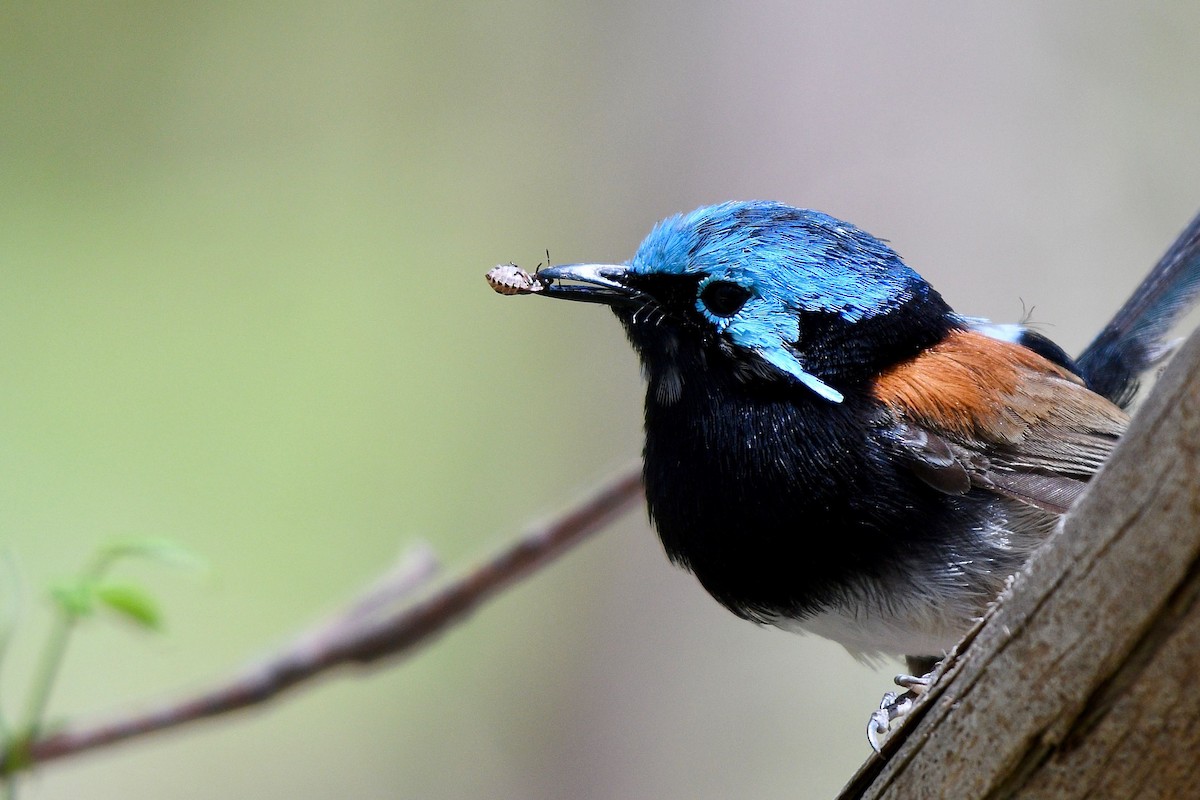 Red-winged Fairywren - ML262311761