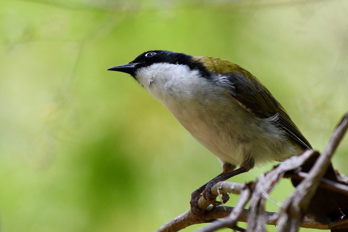 Gilbert's Honeyeater - Jacques Erard