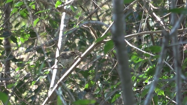 Speckled Warbler - ML262311821