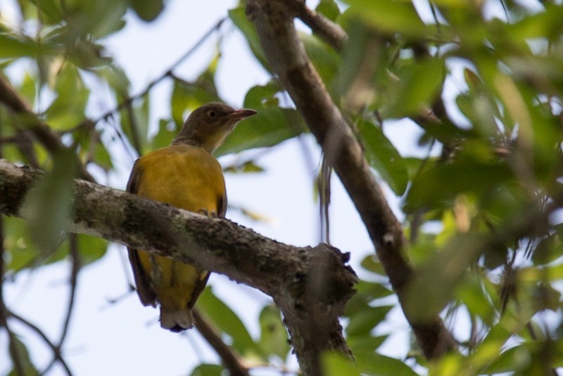 Flame Bowerbird - Robert Tizard