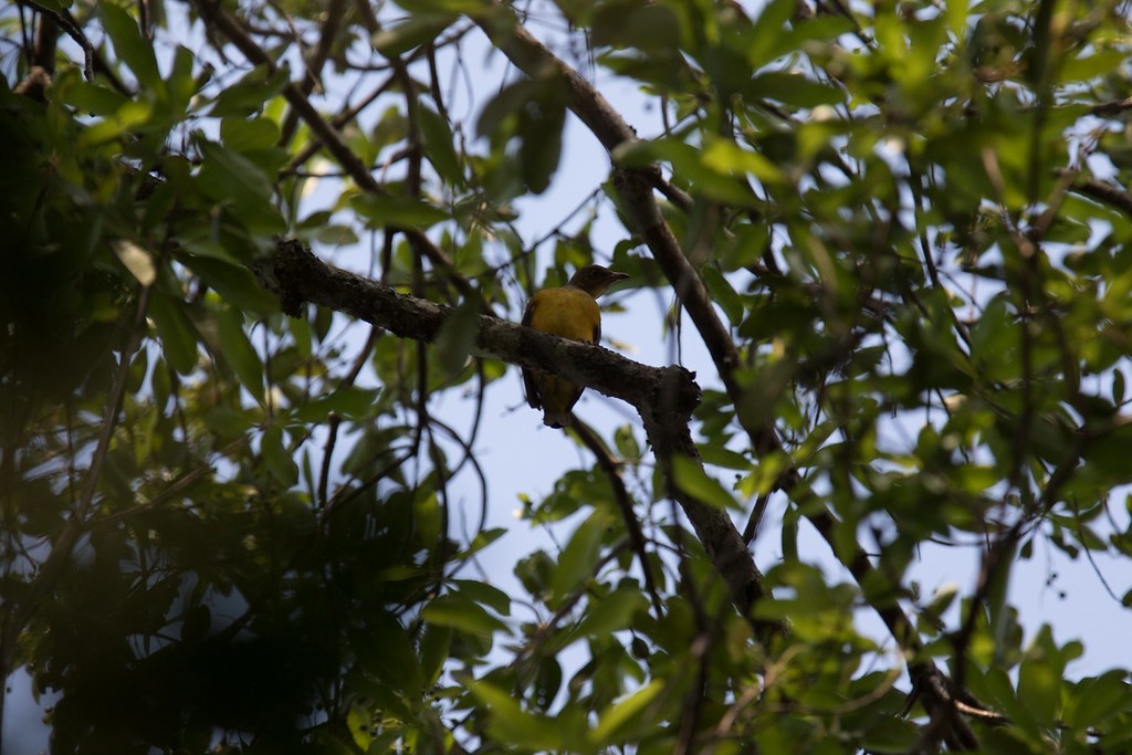 Flame Bowerbird - Robert Tizard