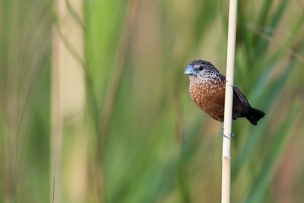 White-spotted Munia - ML262313391