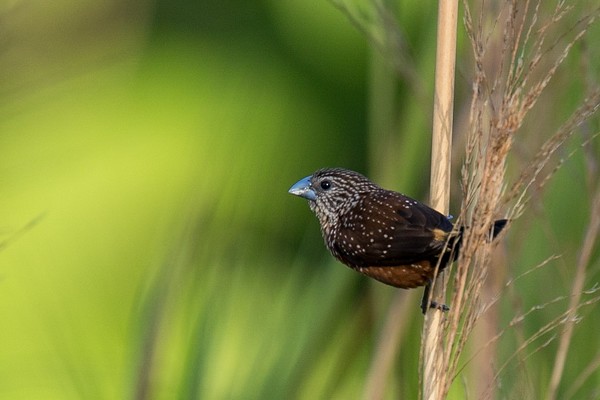 White-spotted Munia - ML262313431