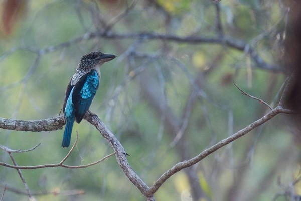 Spangled Kookaburra - Robert Tizard