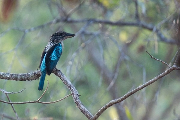 Spangled Kookaburra - ML262313661