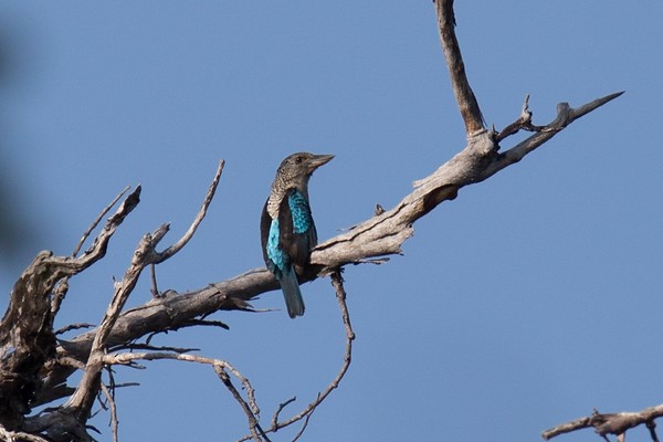 Spangled Kookaburra - Robert Tizard