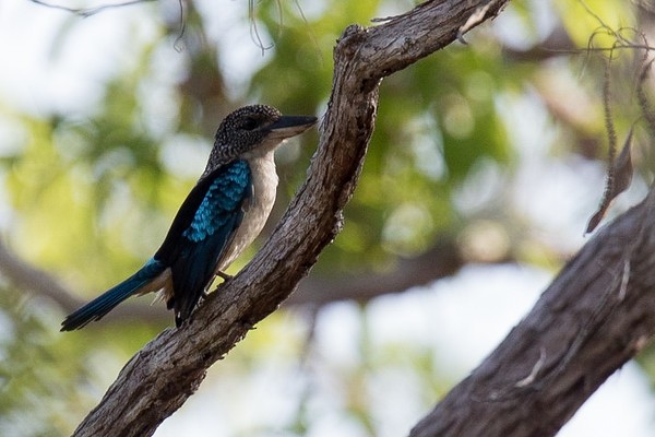 Spangled Kookaburra - Robert Tizard