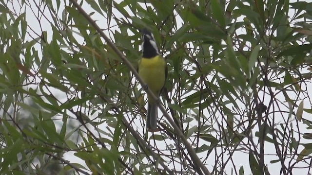 Eastern Shrike-tit - ML262314031