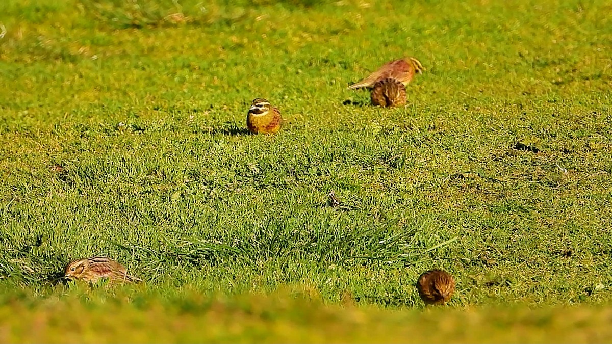 Cirl Bunting - ML262314251