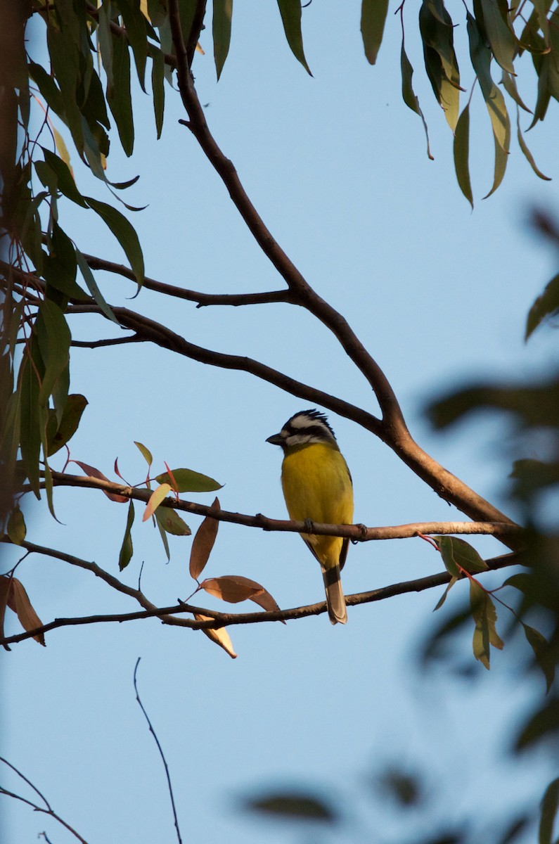 Eastern Shrike-tit - ML262314861