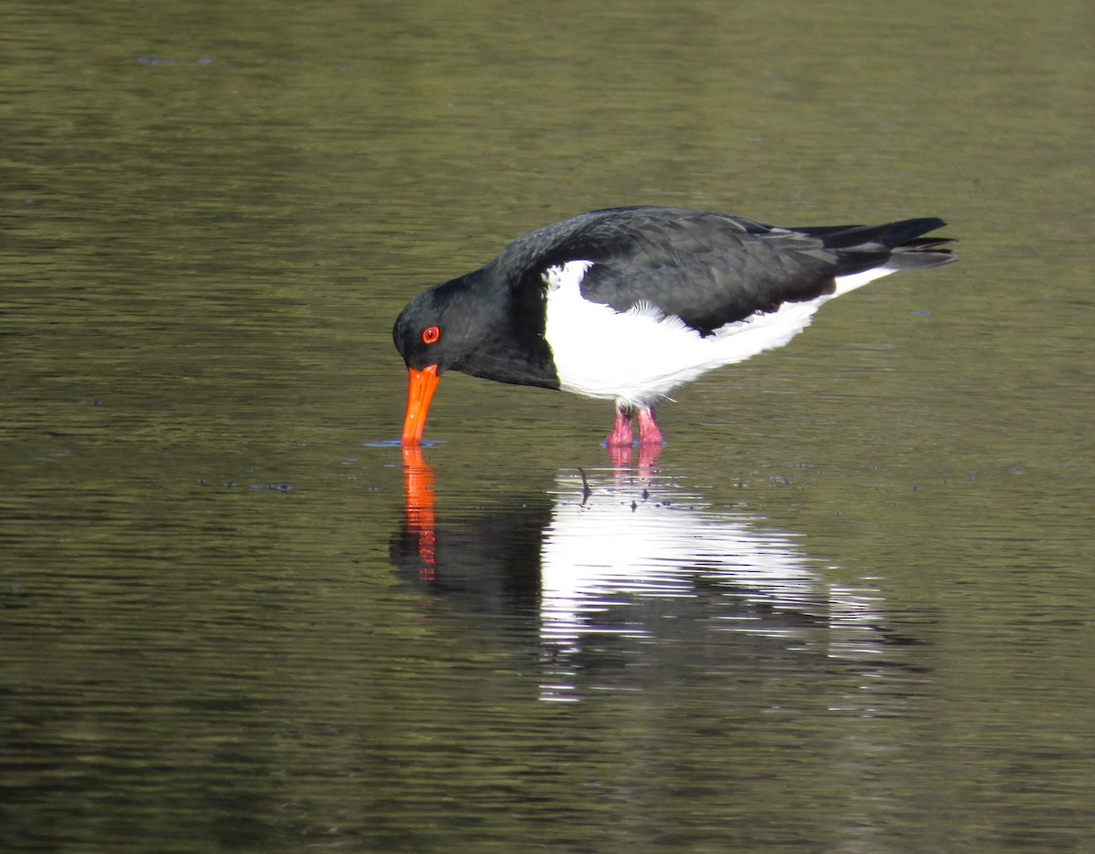 Pied Oystercatcher - ML262315251