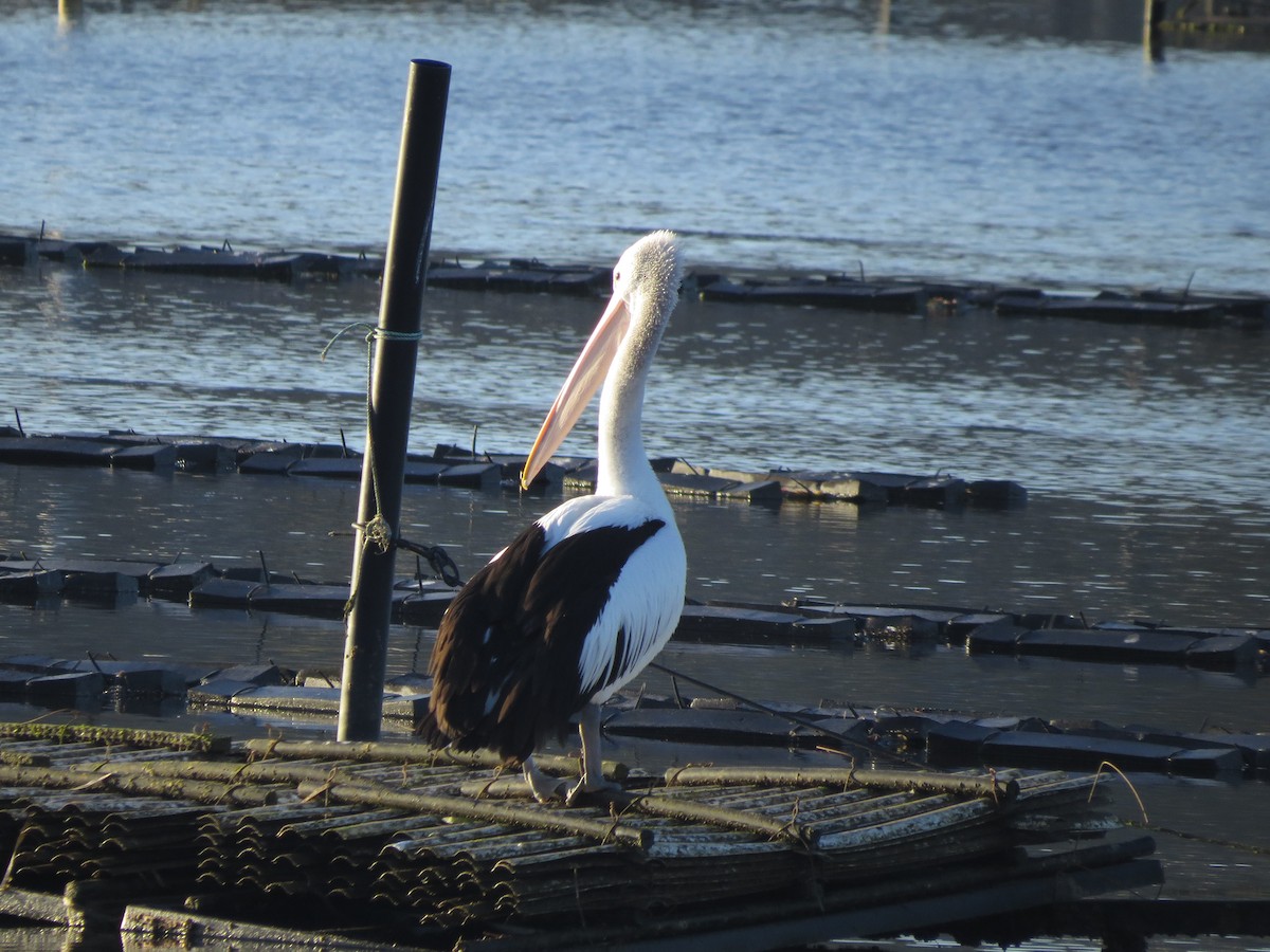 Australian Pelican - ML262315361