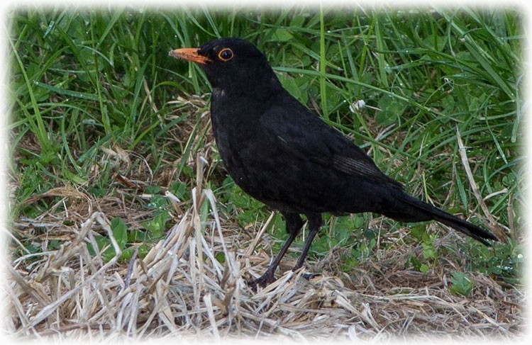 Eurasian Blackbird - ML262316631