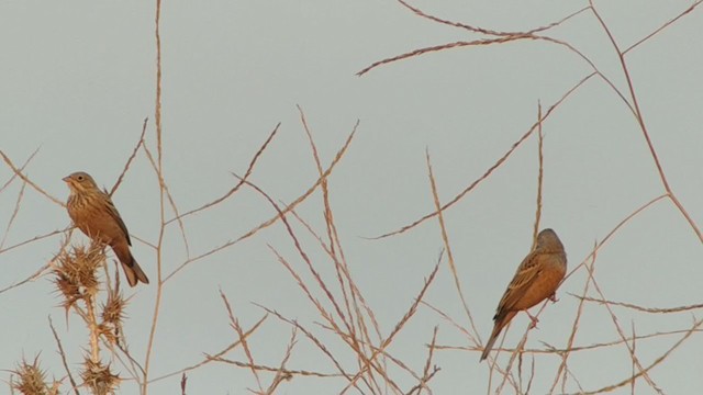 Овсянка Крешмара - ML262317751