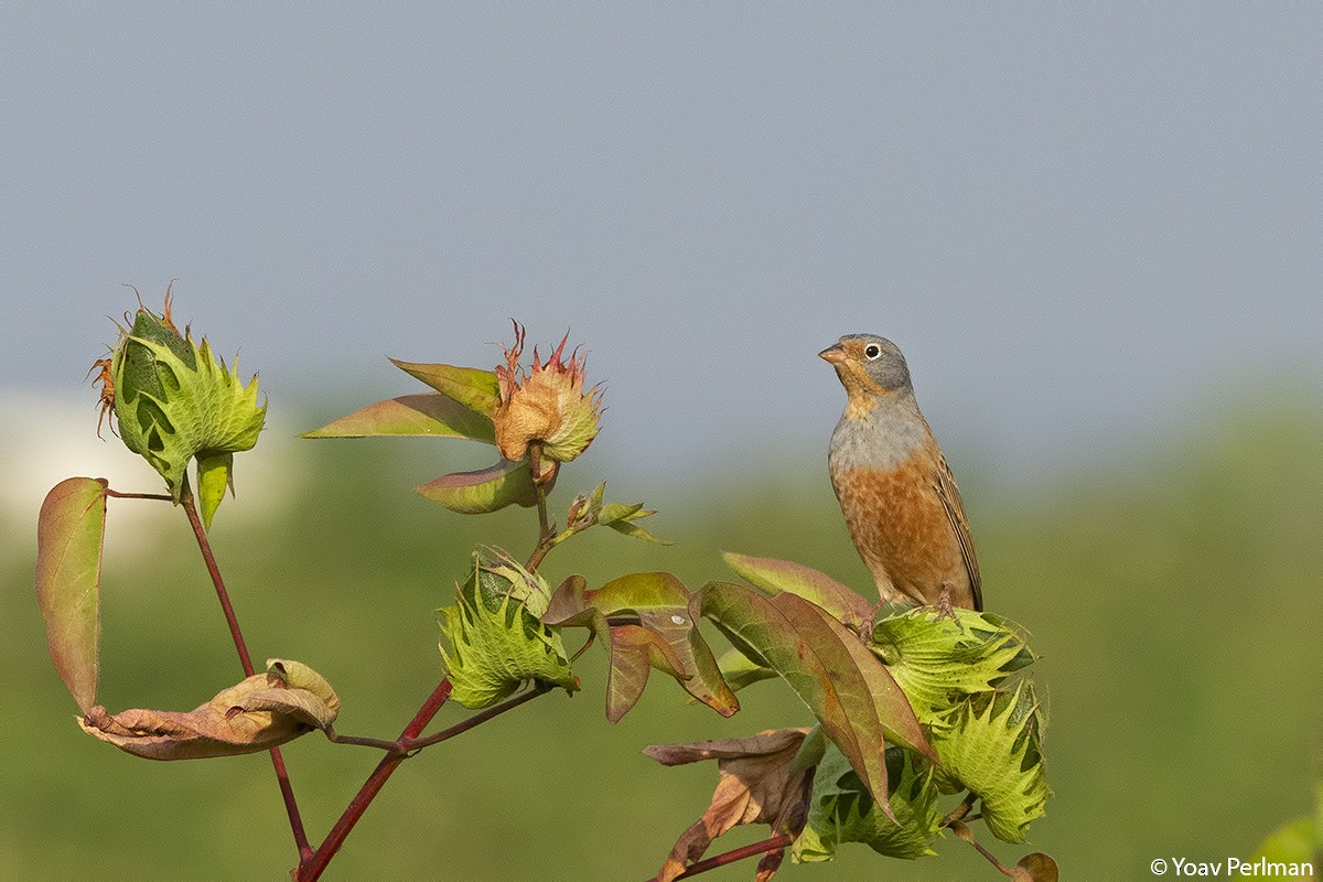 Cretzschmar's Bunting - ML262317811