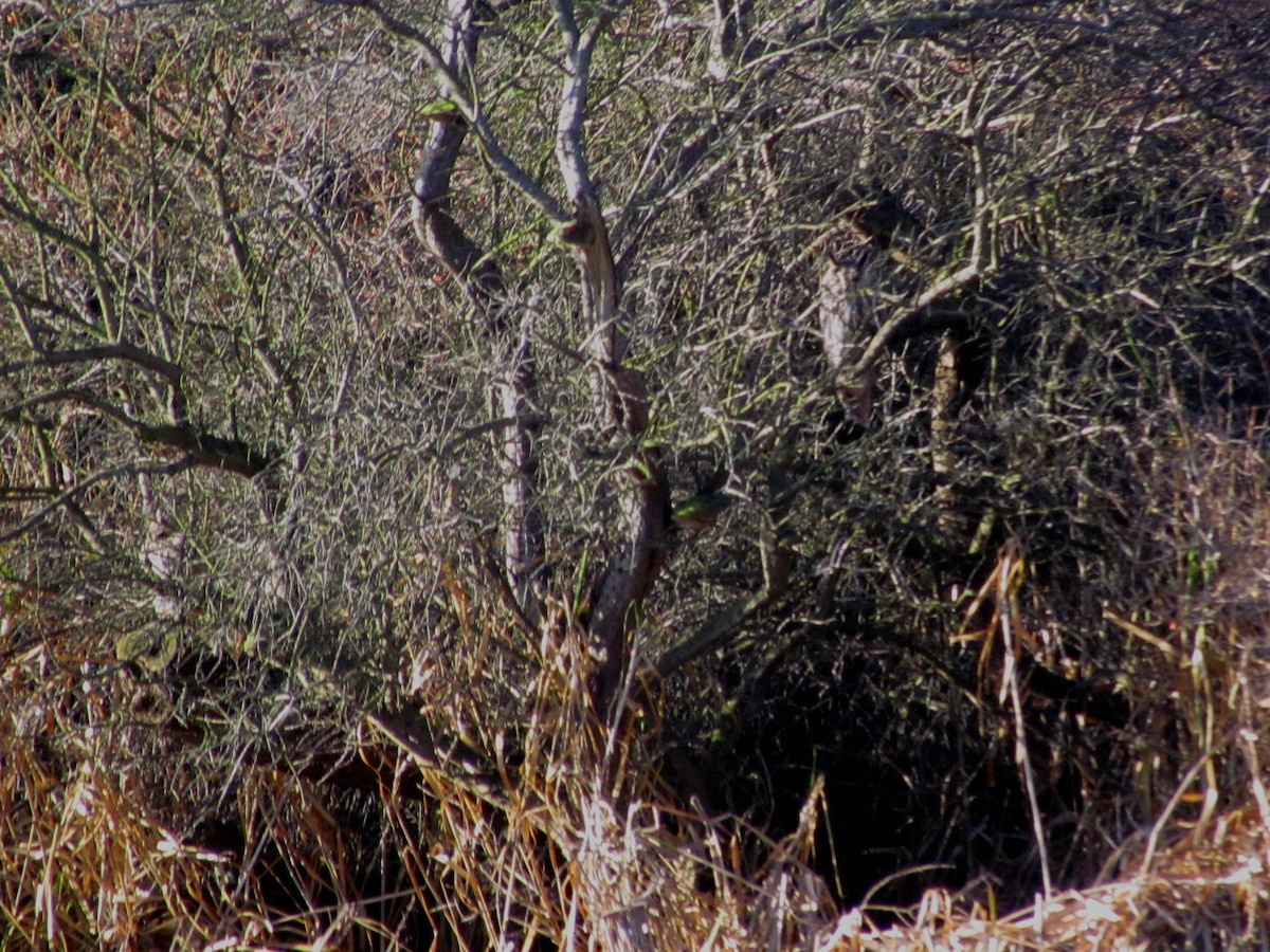 Long-eared Owl - Bruce Kerr