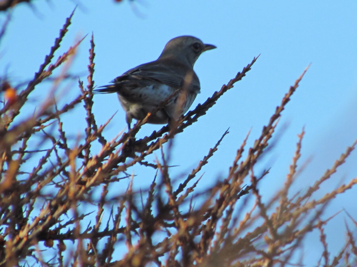 Fieldfare - ML26231821