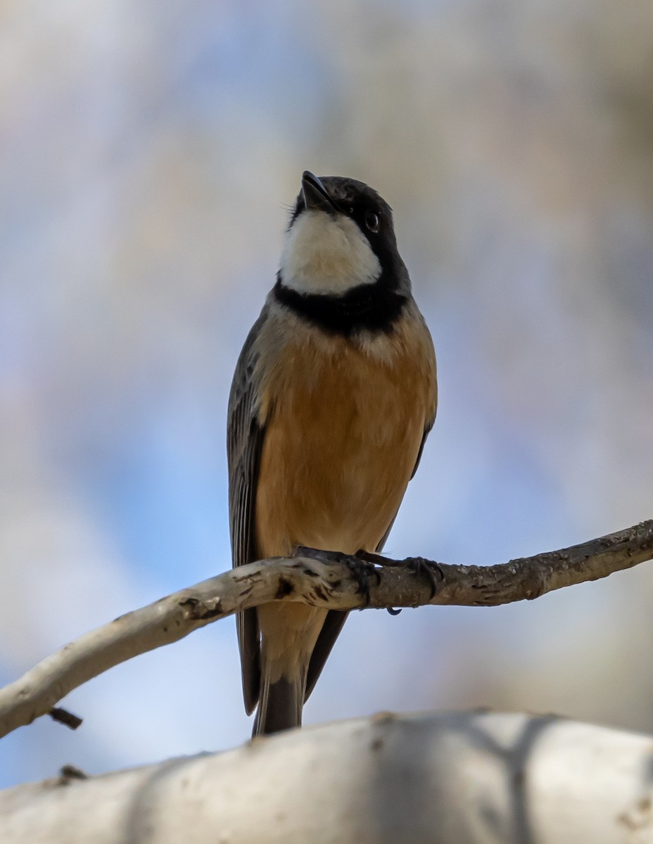 Rufous Whistler - ML262319381