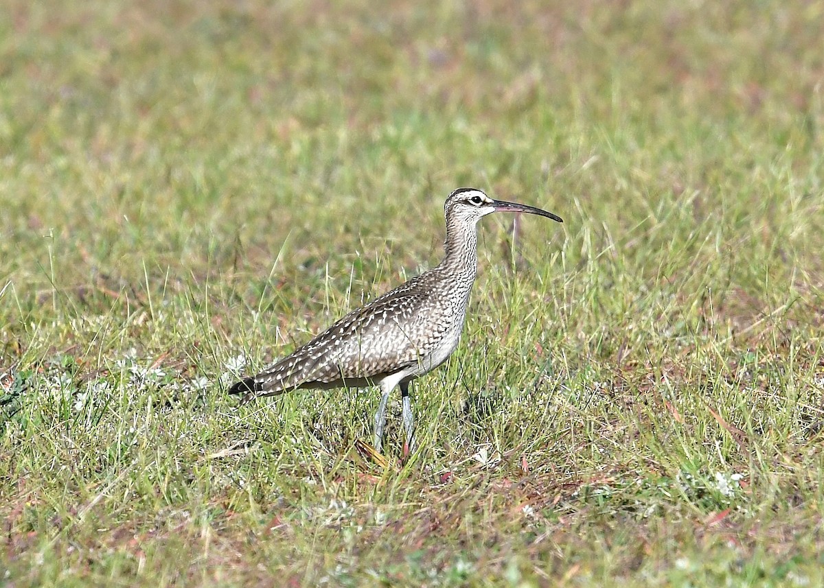 Whimbrel - ML262319701