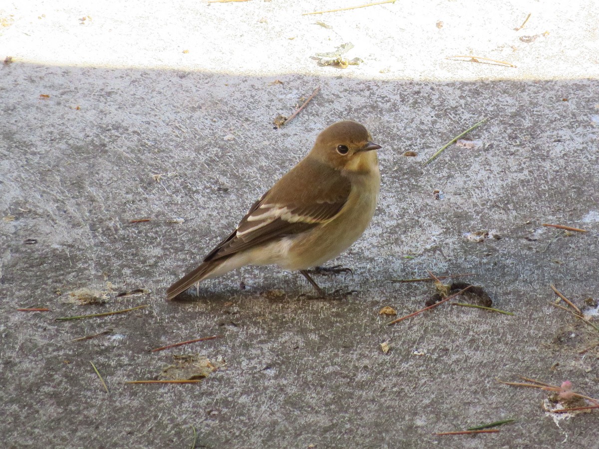 European Pied Flycatcher - ML262320361