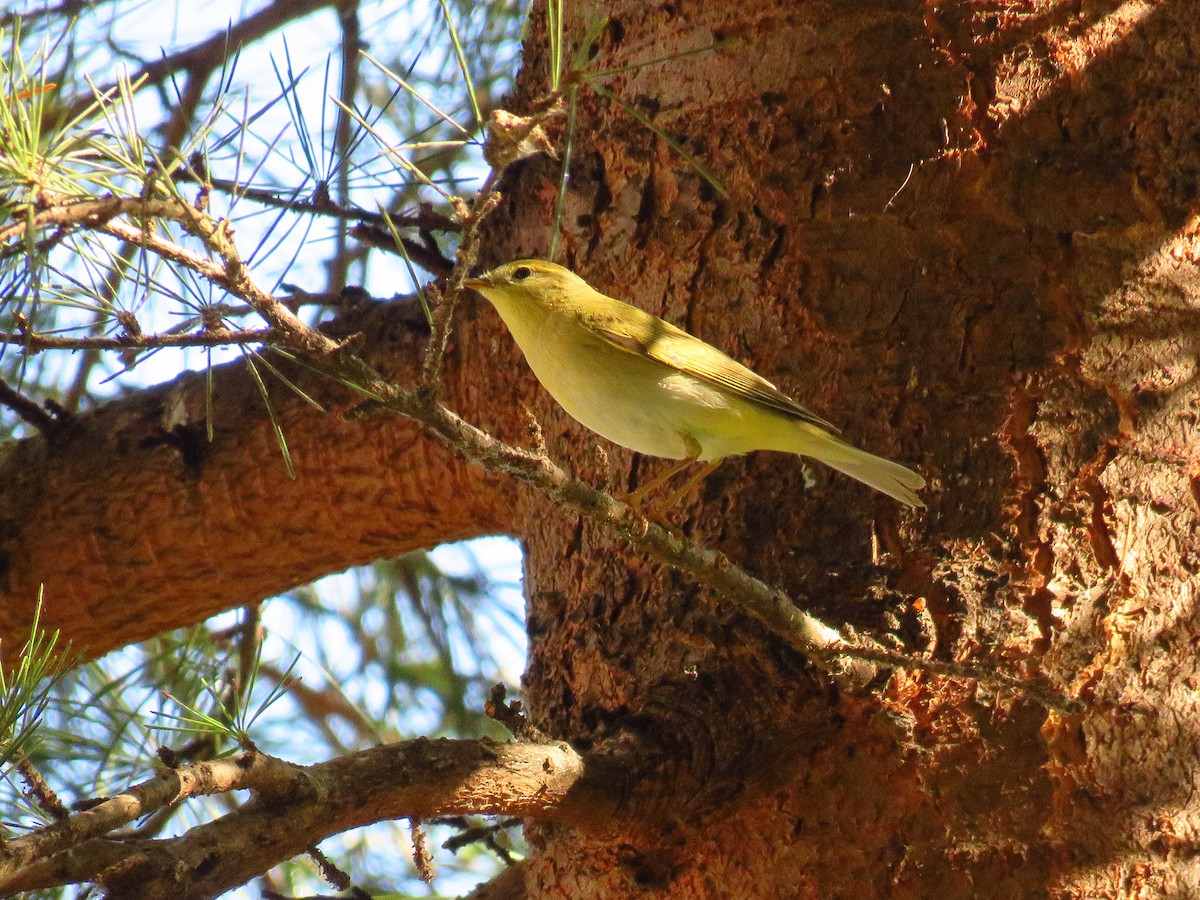 Willow Warbler - Miguel Ángel Madrid Gómez