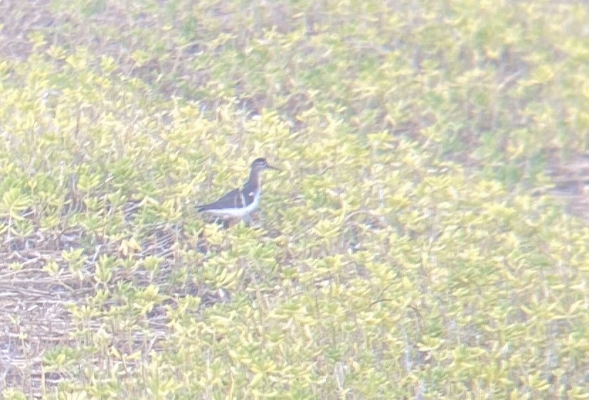 Spotted Sandpiper - ML262320601