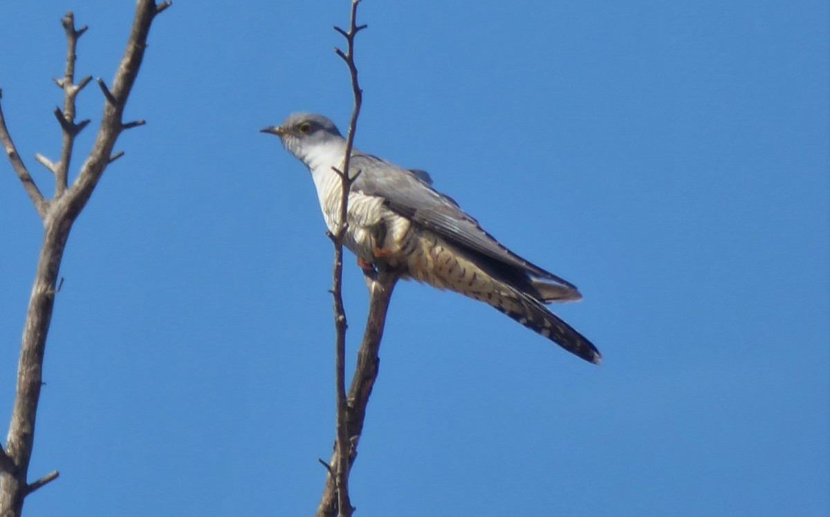 Common Cuckoo - ML262320901