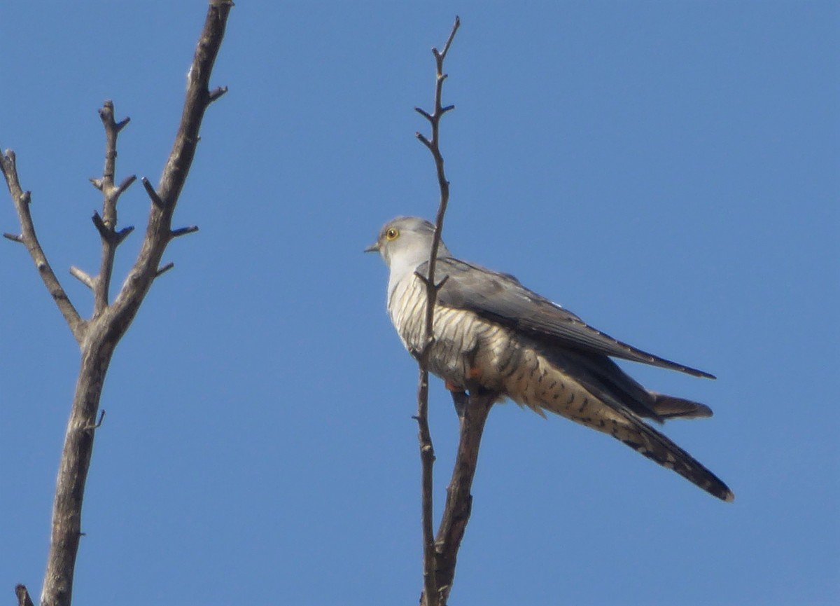 Common Cuckoo - ML262321031