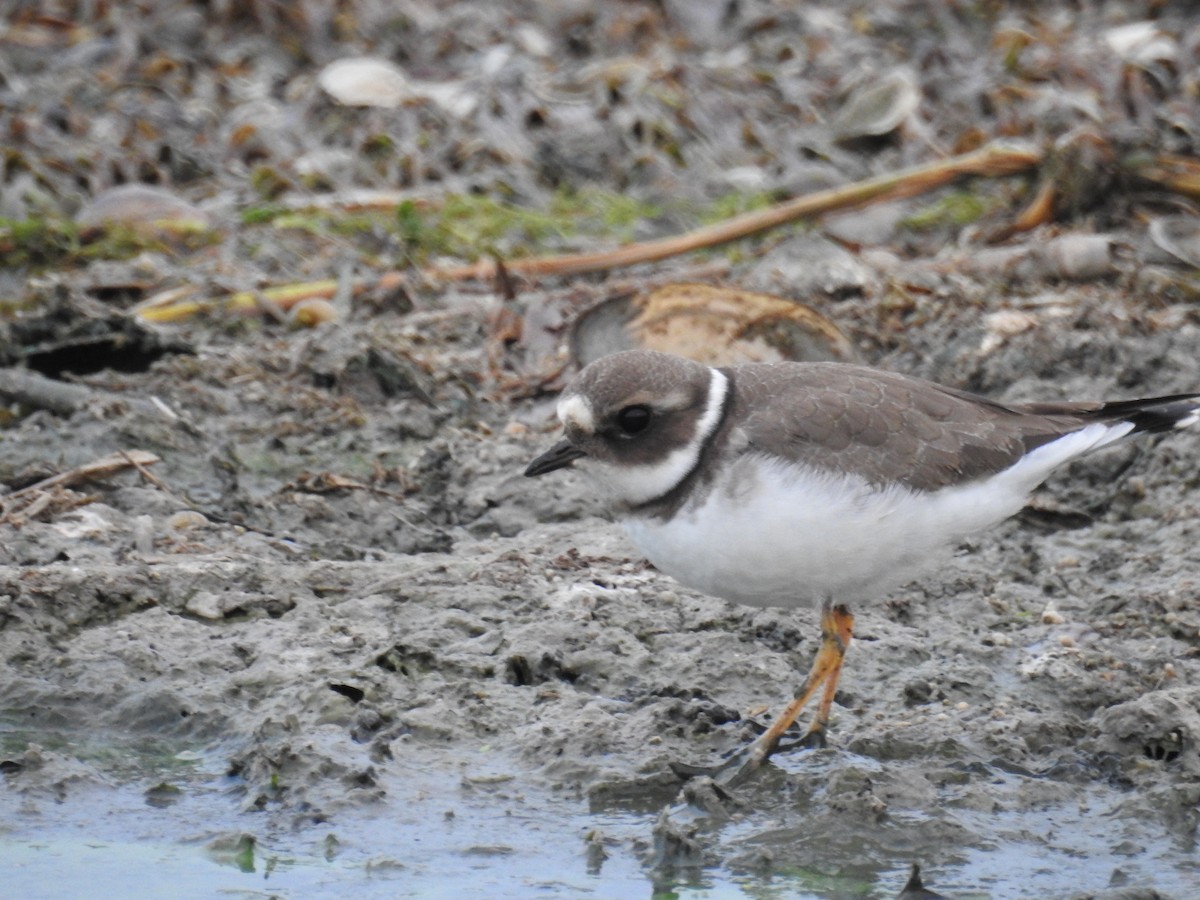 Common Ringed Plover - ML262322221