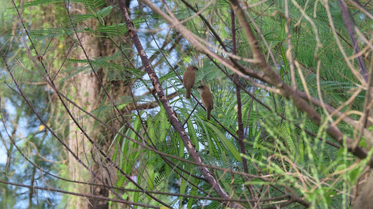 Scaly-breasted Munia - ML262322911