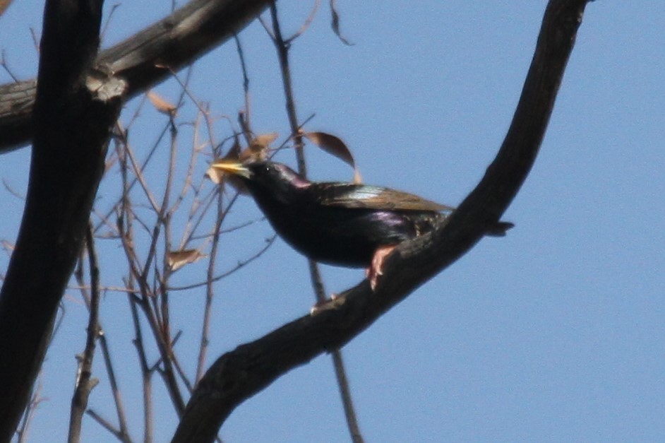 European Starling - ML262324391