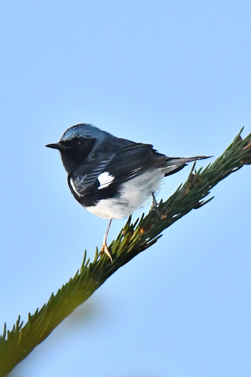 Black-throated Blue Warbler - ML262326211