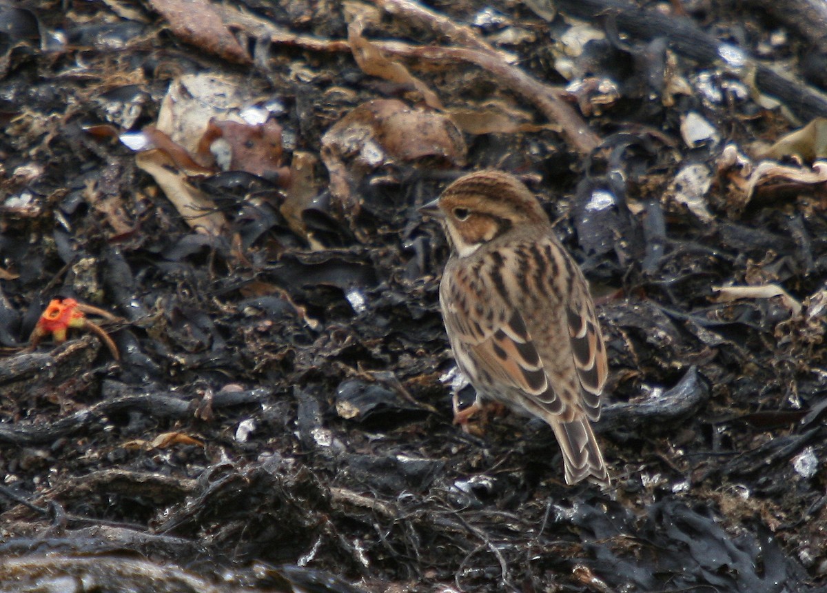 Little Bunting - ML26232681