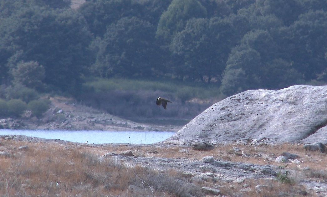 Western Marsh Harrier - ML262333211