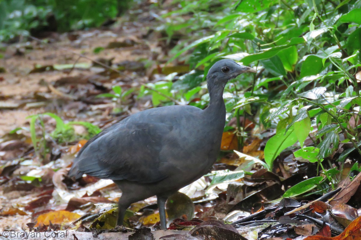 Black Tinamou - Brayan Coral Jaramillo