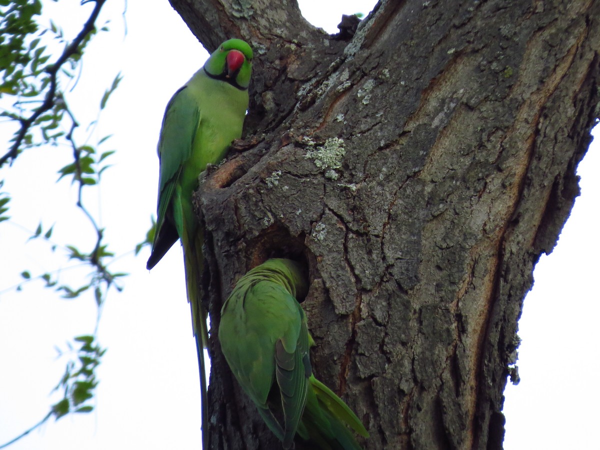 Rose-ringed Parakeet - ML262336571