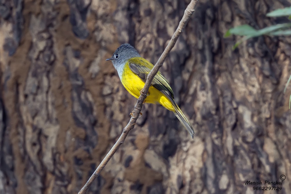 Gray-headed Canary-Flycatcher - Manish Panchal