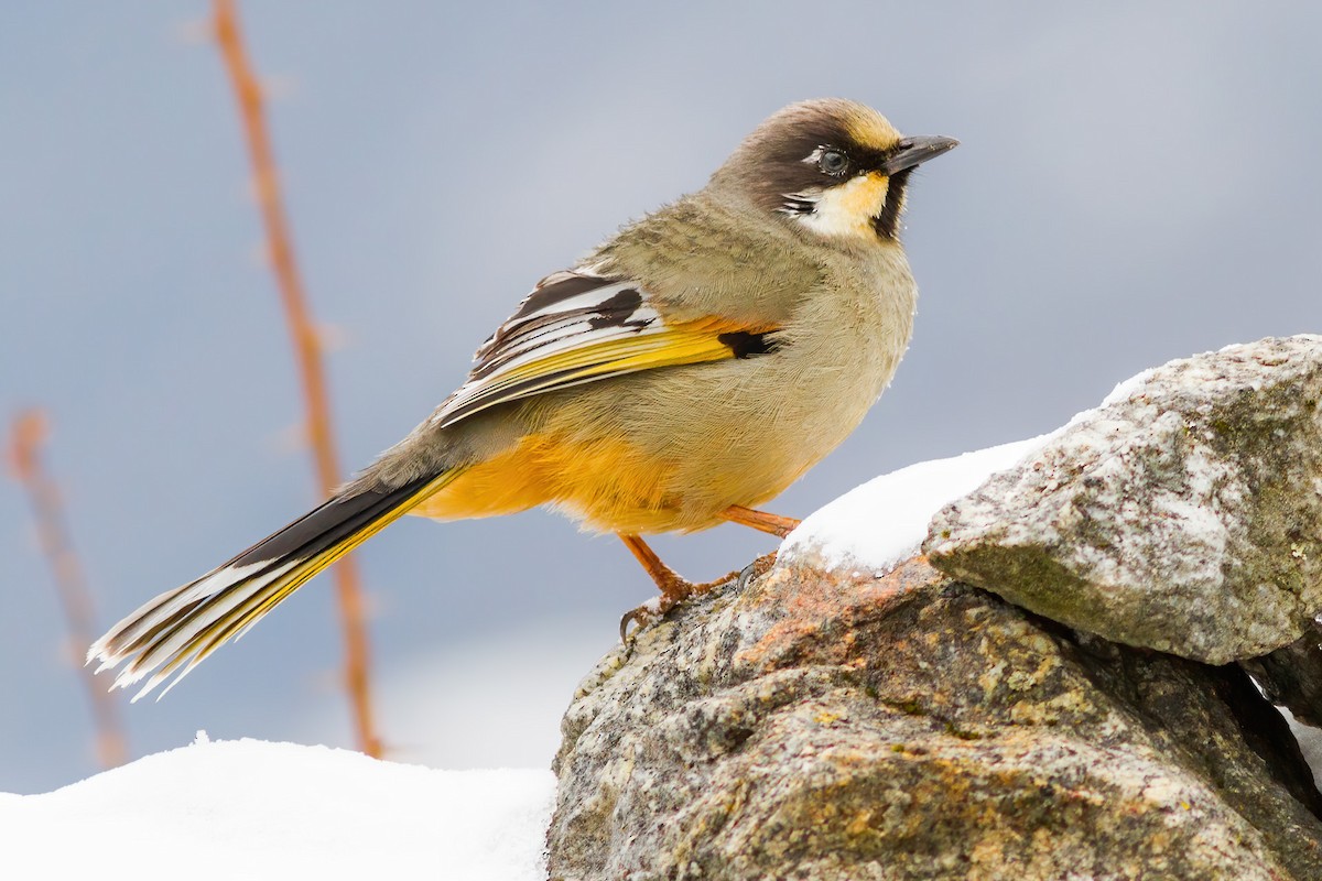 Variegated Laughingthrush - ML262340061