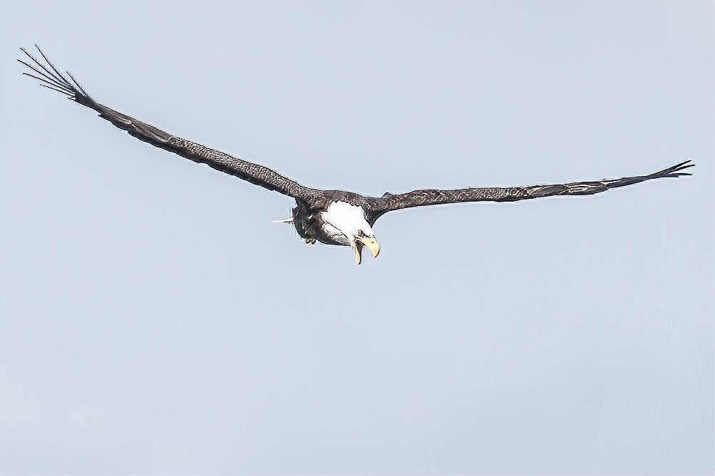 Weißkopf-Seeadler - ML262340781