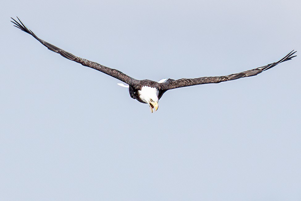 Weißkopf-Seeadler - ML262340791