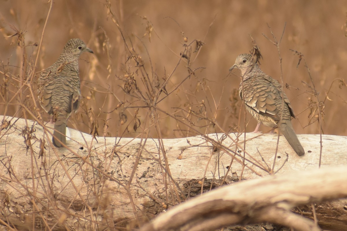 Scaled Dove - ML262340841