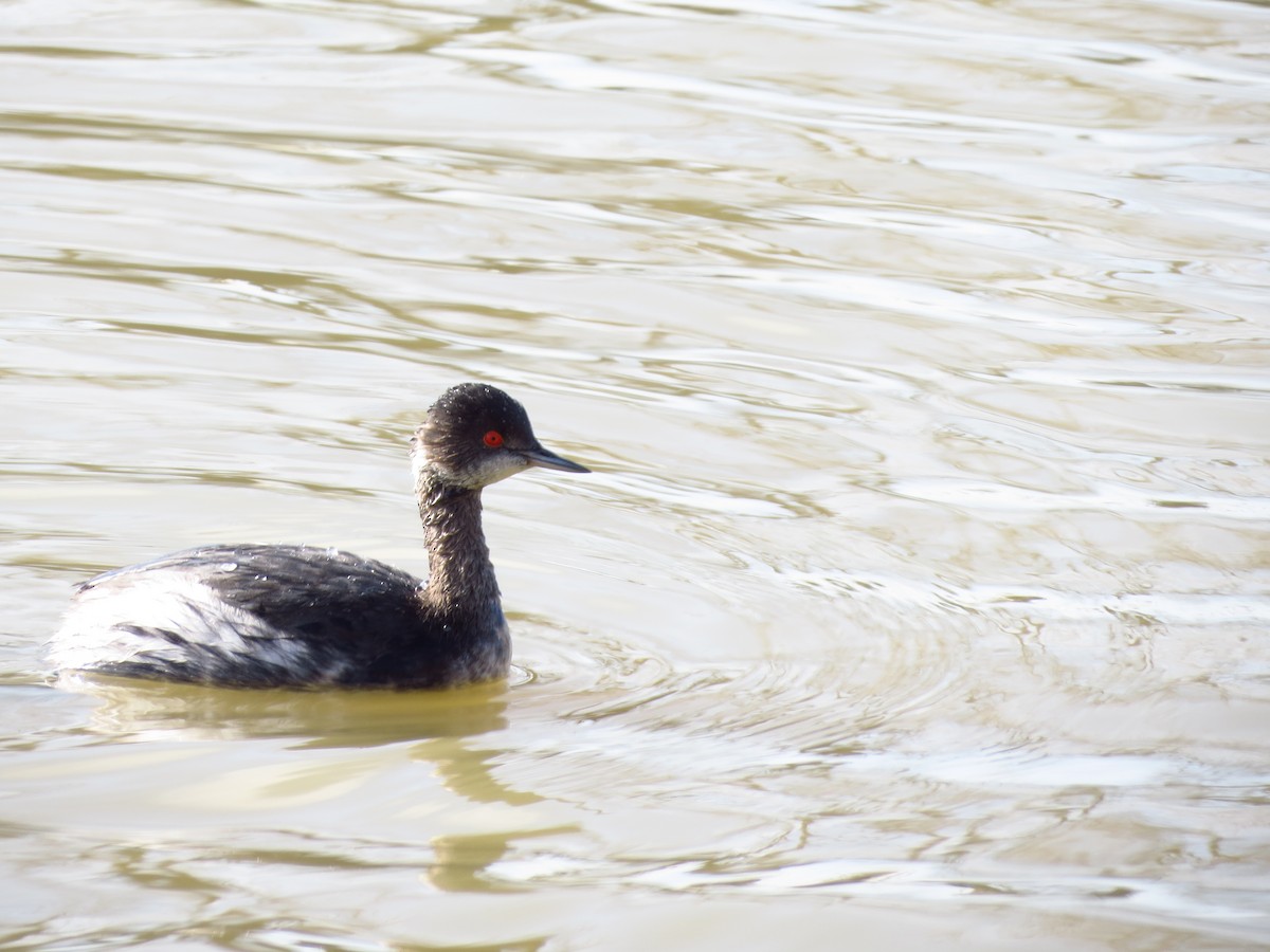 Eared Grebe - ML26234131