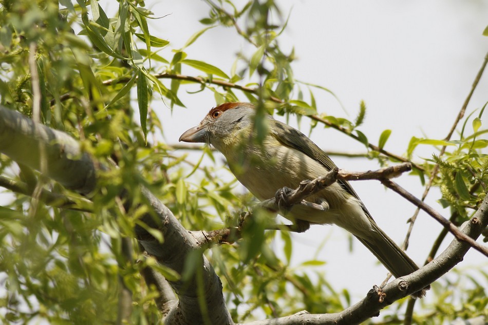 Rufous-browed Peppershrike - ML262342041