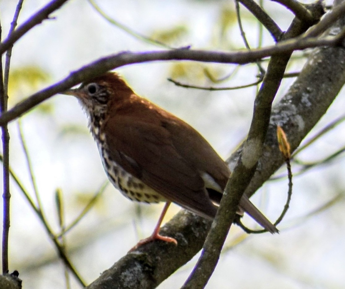 Wood Thrush - ML262342931