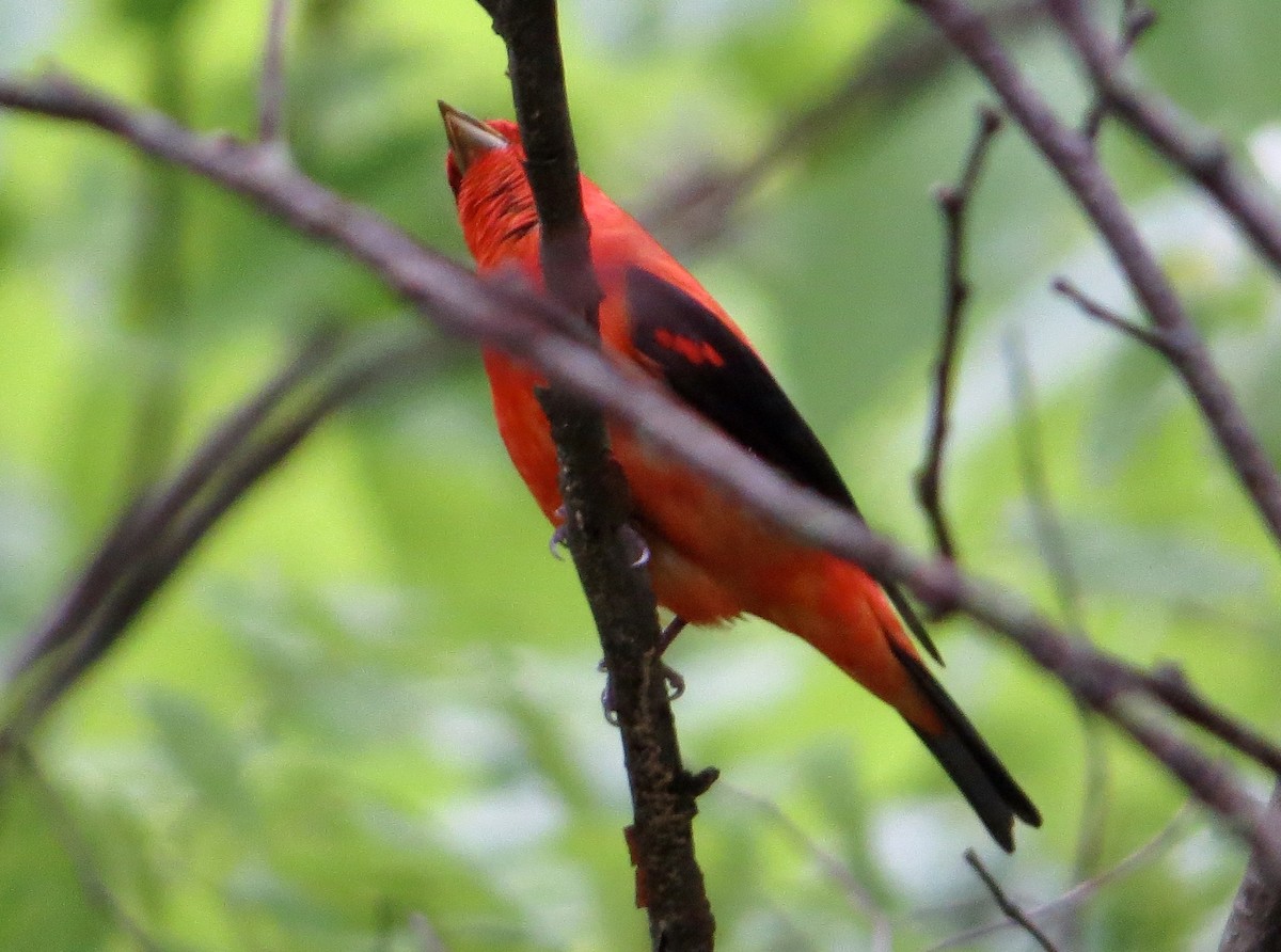 Scarlet Tanager - ML262343201
