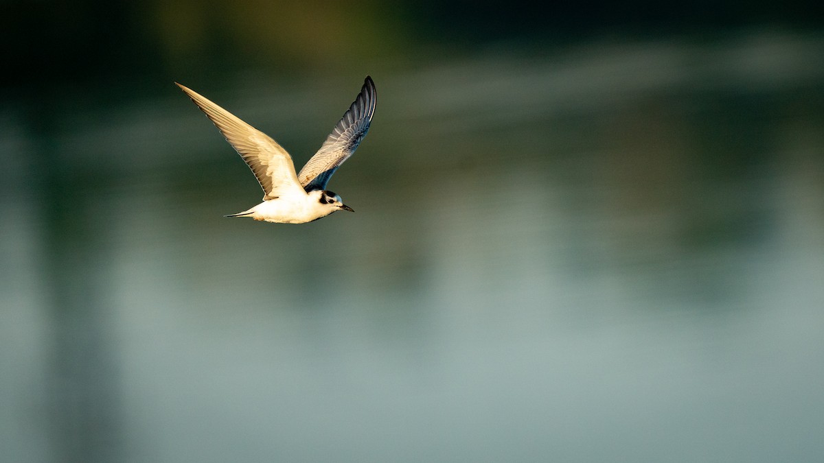 White-winged Tern - ML262344141